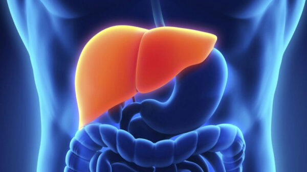 liver inside a transparent human body